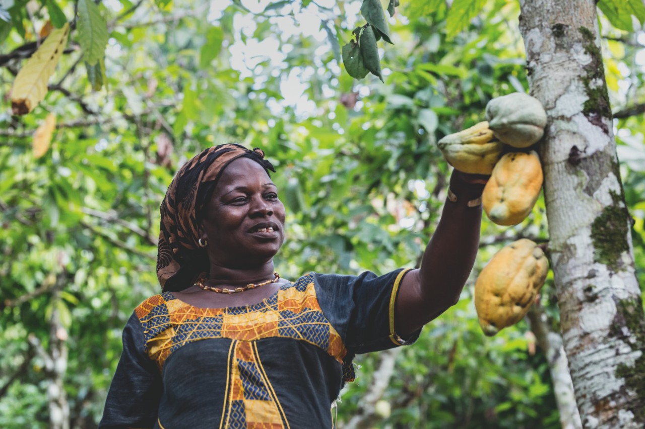Cioccolato sostenibile con il programma Cacao-trace
